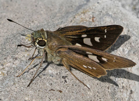 Brazilian Skipper